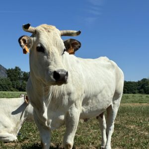 Milka